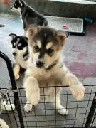 Cute Siberian Husky Puppies for Adoption