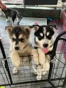 Cute Siberian Husky Puppies for Adoption