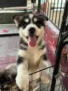 Cute Siberian Husky Puppies for Adoption