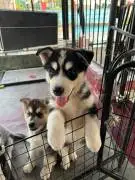 Cute Siberian Husky Puppies for Adoption