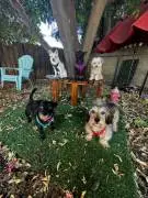 Doggy daycare - in home- small groups